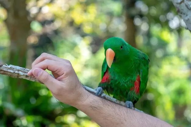 Licensing And Permit Requirements For Parrot Ownership