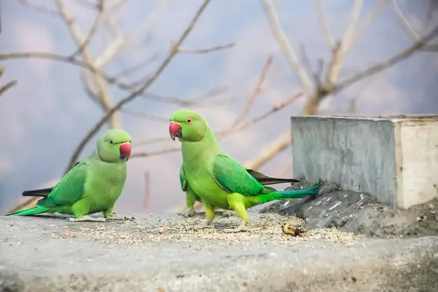 Lifelong Bonding and Mating Pairs for Life in Lovebirds