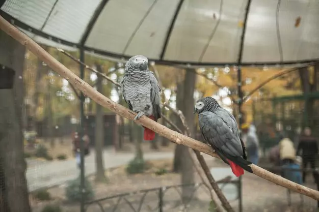 Living Environments for Macaws African Grey