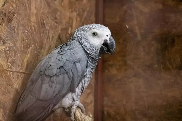 Living With An African Grey