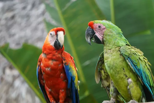 Longest-Living Macaw Species