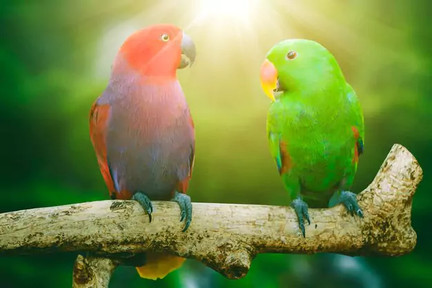 Love is in the Air Interesting and Fun Facts about Lovebirds