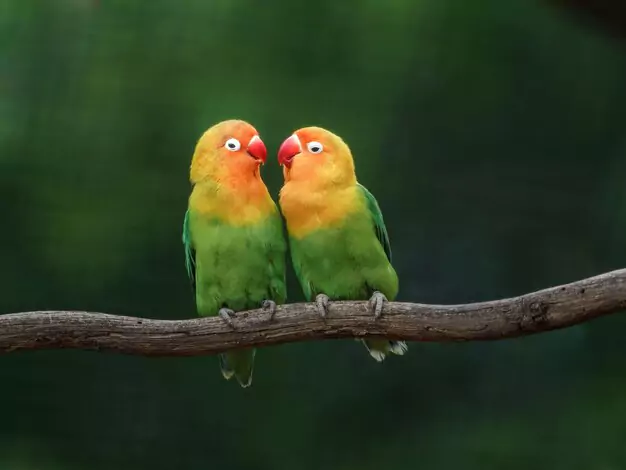 Lovebird Personality and Temperament