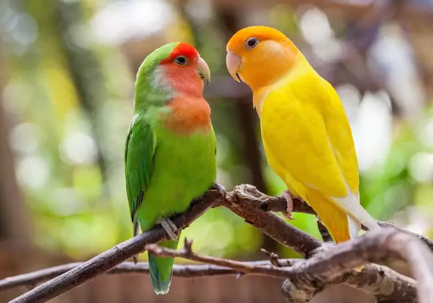 Lovebirds Kingdom Beak Adaptations and Feeding Habits of Lovebirds