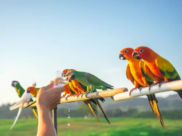 Lovebirds Kingdom: Diet in Captivity and Beak Evolution of Lovebirds