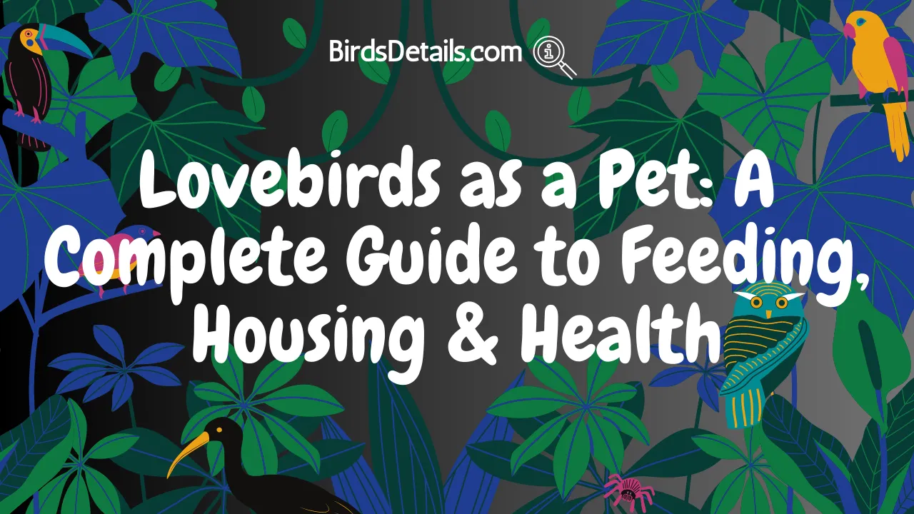Lovebirds as a Pet