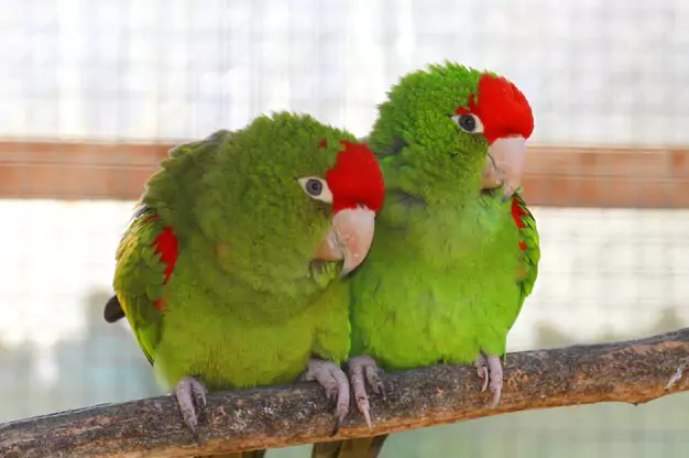Lovebirds in Their Natural Habitat