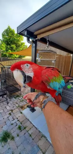 Macaw Adaptations For Predation And Defense