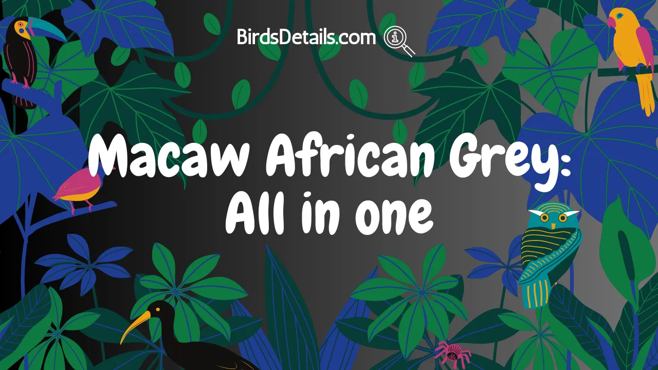 Macaw African Grey