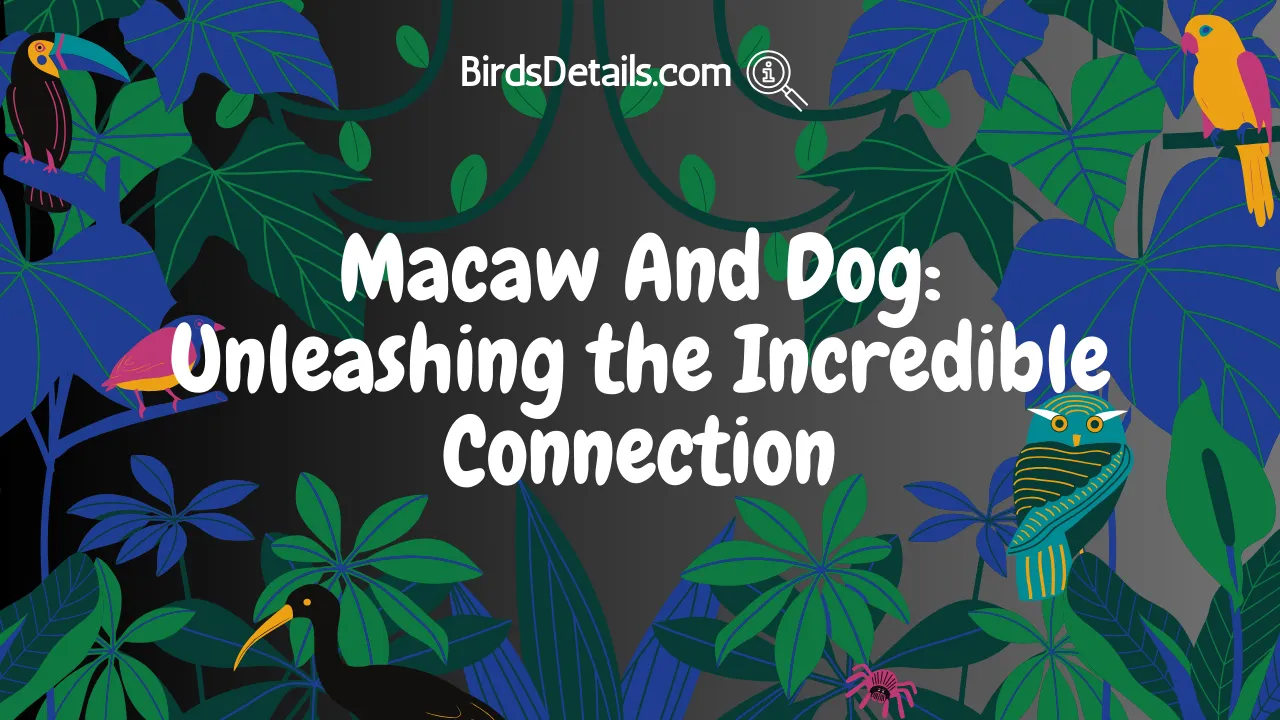 Macaw And Dog
