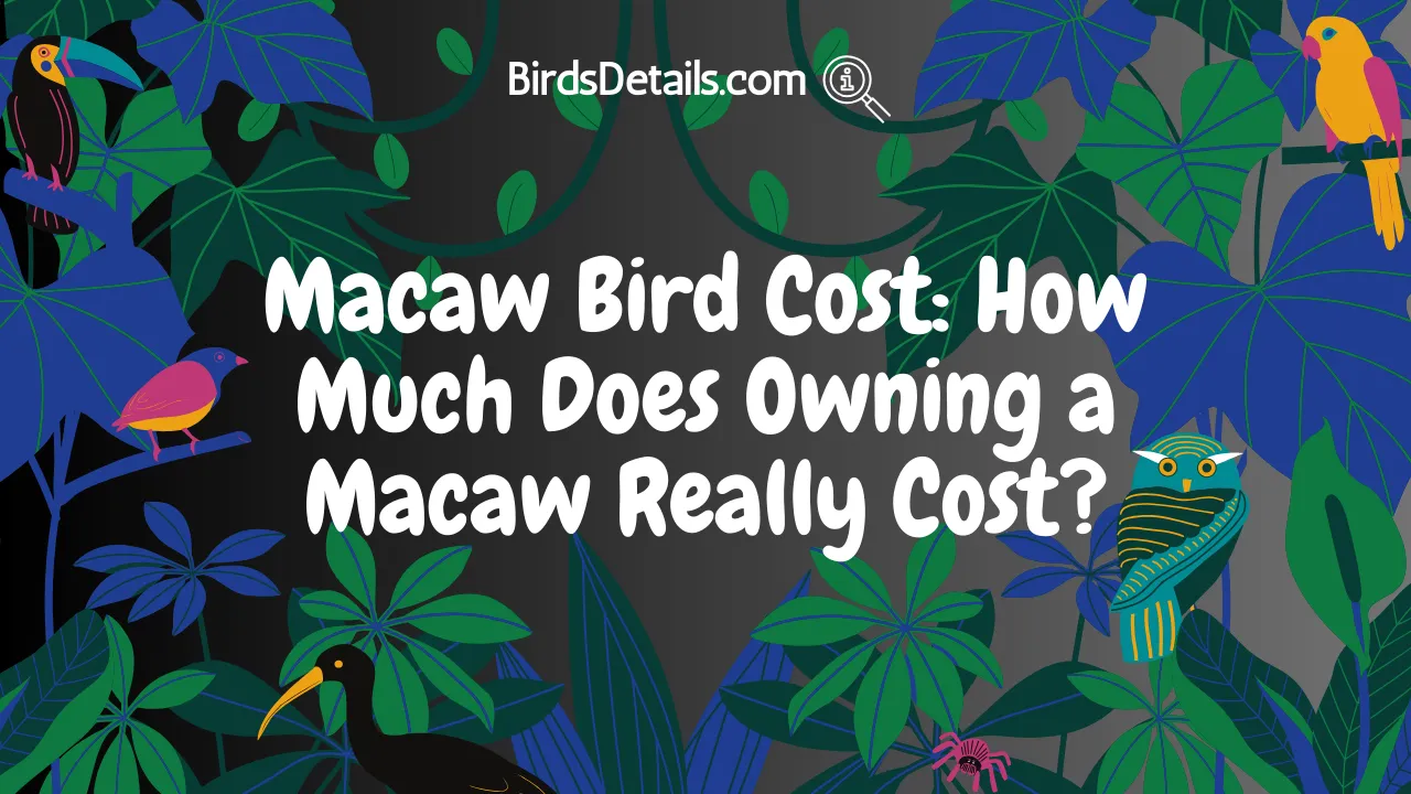 Macaw Bird Cost