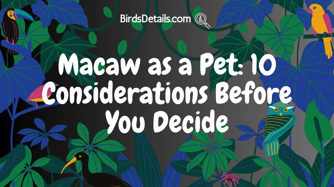 Macaw as a Pet