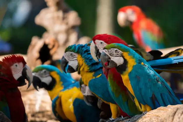 Macaws As Pets