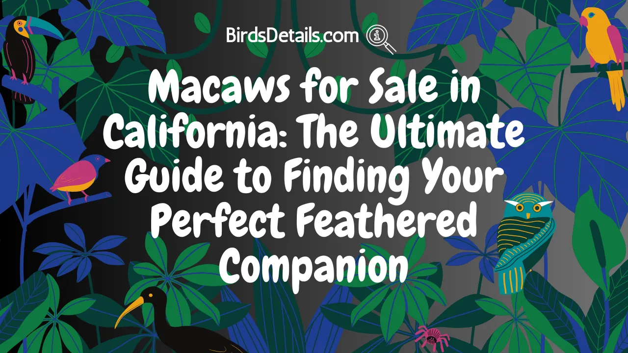 Macaws for Sale in California