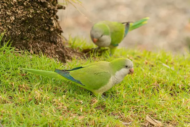 Members Only Resources for Grey-Headed Lovebird Enthusiasts