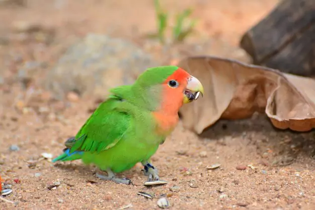 Monogamous Nature and Strong Bonding of Lovebirds