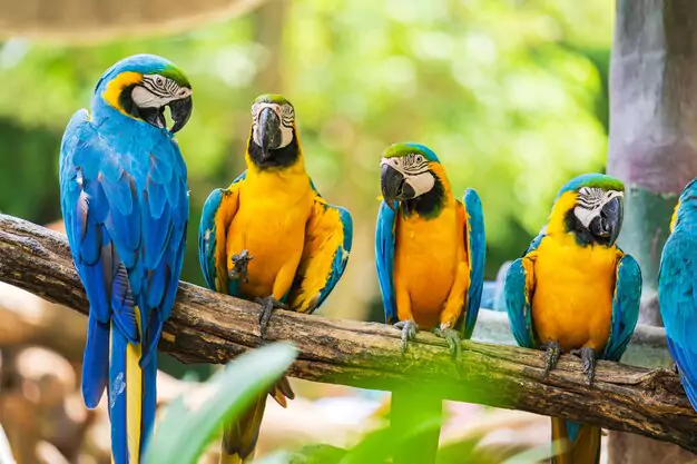 Native Habitat Of The Blue Throated Macaw