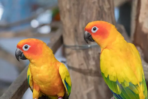 Noise Level of Golden Conures How it Affects Their Lifespan