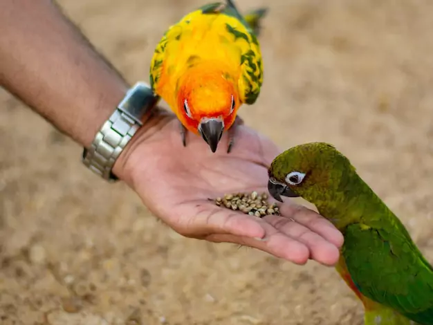 Nurturing A Bond With Your Baby Macaw Parrot