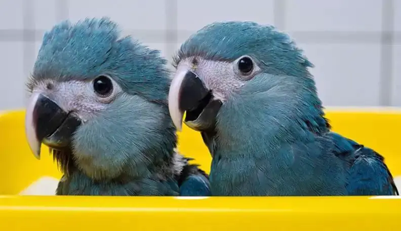 Nurturing And Caring For Your Spix Macaw