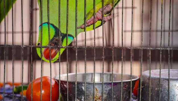 Nutritional Value Of Apples For Parrots