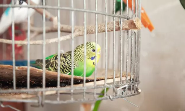 Ongoing Expenses Of Pet Bird Ownership