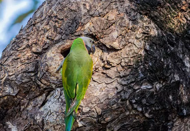 Origins and Conservation Status of Illiger's Macaw