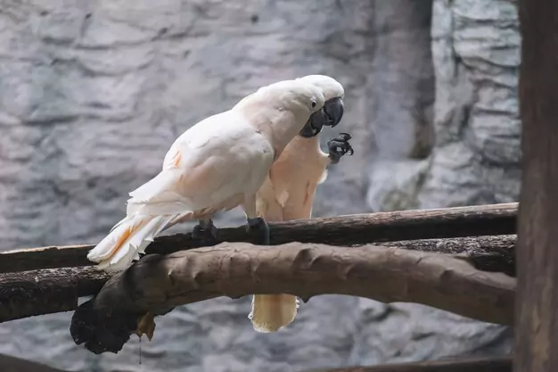 Other Species of Cacatua