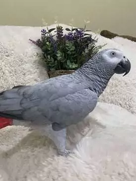 Parrot-Owner Communication