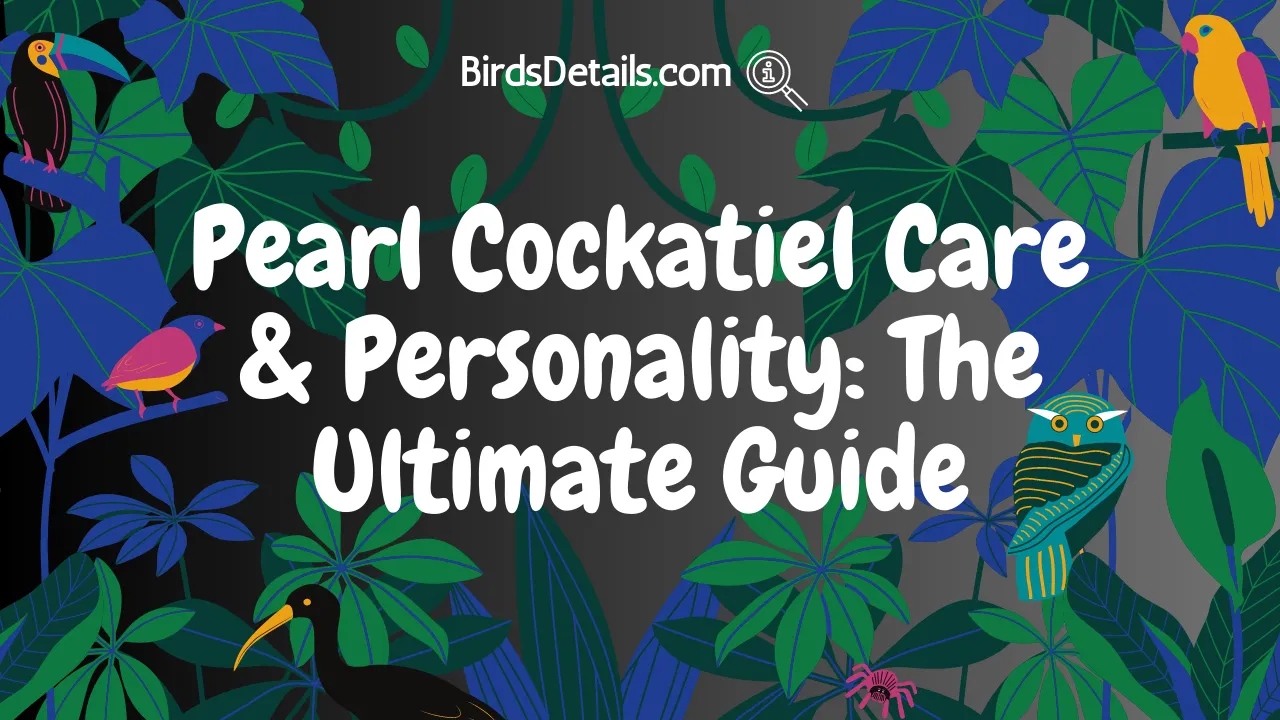 Pearl Cockatiel Care