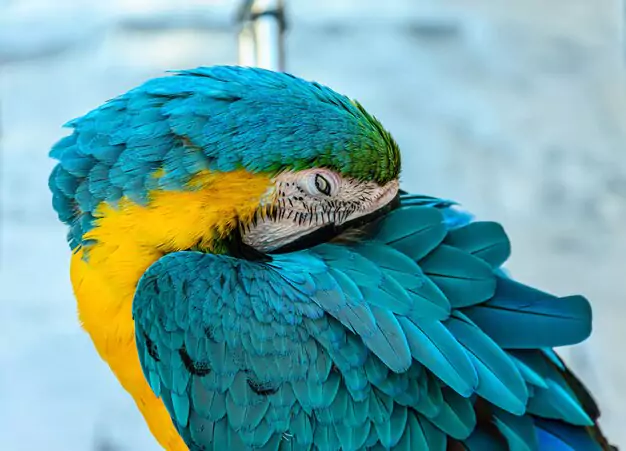 Peculiarities Of The Majestic Beauties’ Feathers