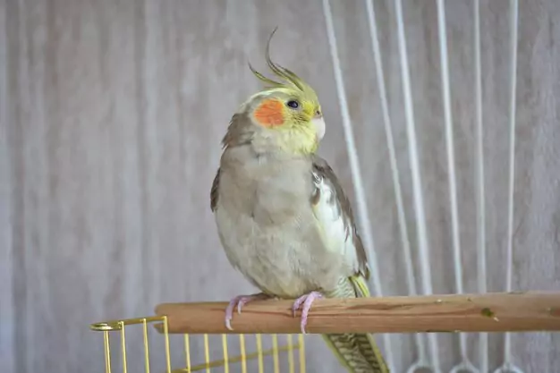 Personality Traits and Care Needs of a Pearl Cockatiel