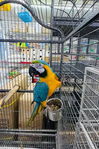 Physical Adaptations Of Macaws