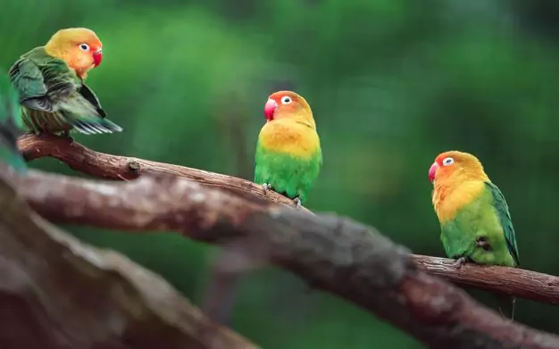 Physical Appearance and Color Variations of Lovebirds