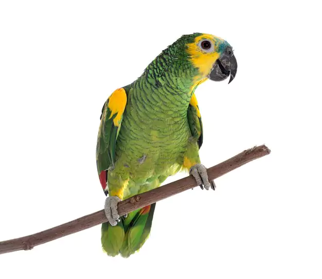 Physical Characteristics and Scientific Name of Red-Bellied Macaws