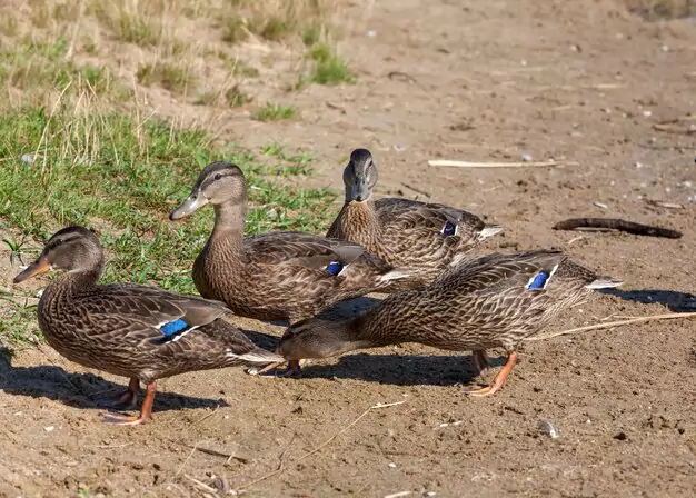 Pictures and Images of Mallard Drake