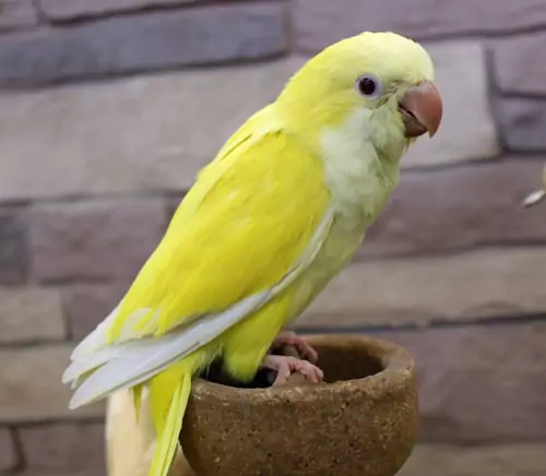 Places To Explore For Affordable Yellow Parrots