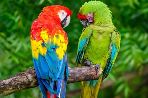 Popular Macaw And Parrot Species