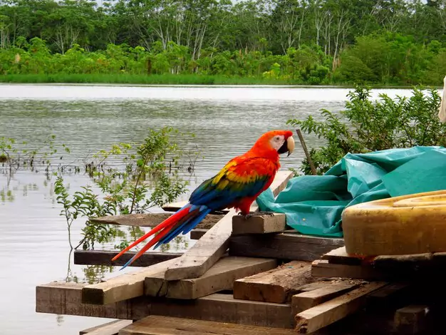 Potential Challenges Of Owning A Macaw