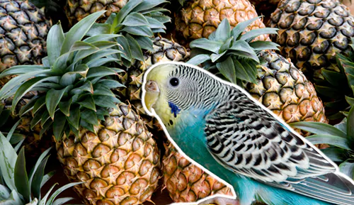Potential Risks And Considerations Of Feeding Pineapple To Parrots
