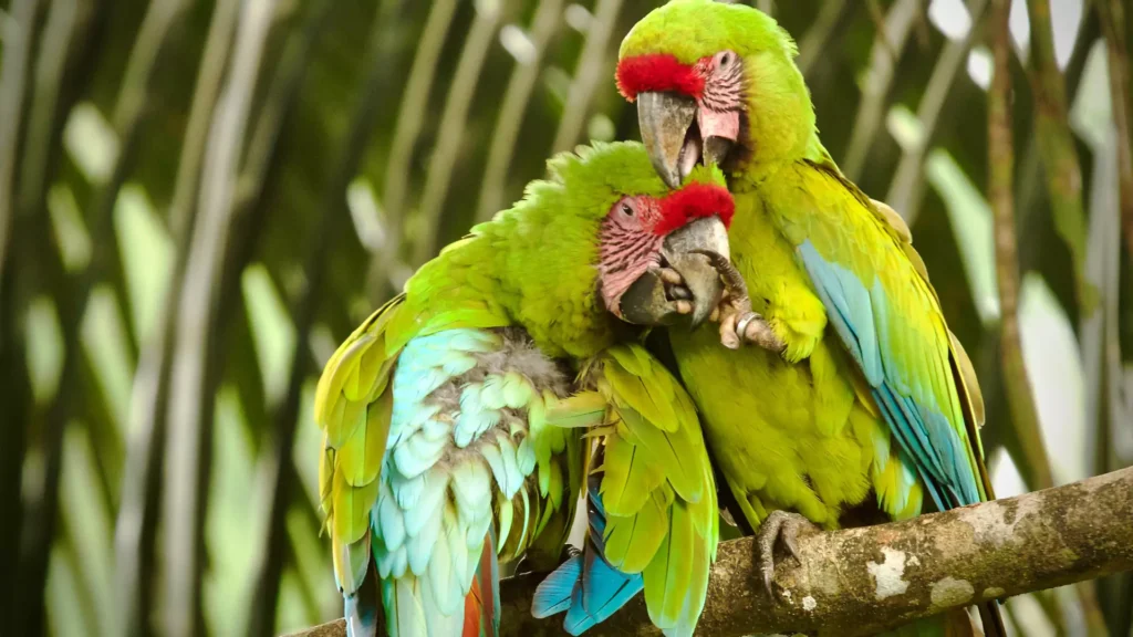 Programs and initiatives for the conservation of Red-fronted Macaws