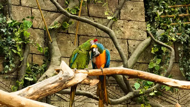 Promoting Macaws’ Long And Healthy Life