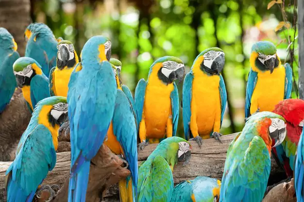 Proper Diet And Nutrition For Blue-Throated Macaw
