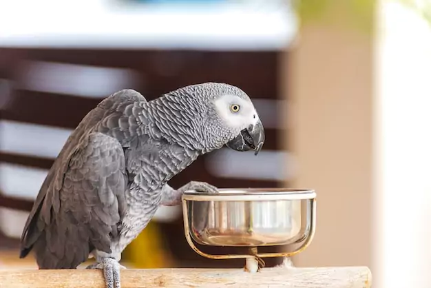 Proper Diet And Nutrition For Parrots During Molting