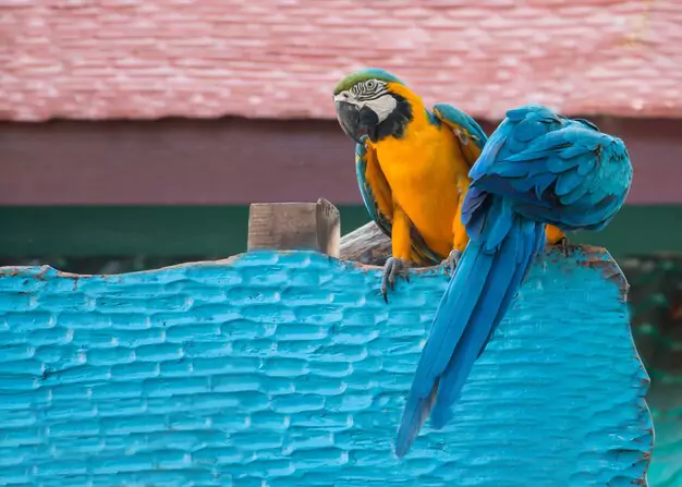 Protective Measures For Macaws