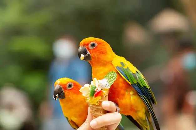 Providing Proper Care and Habitat Requirements for Your Conure