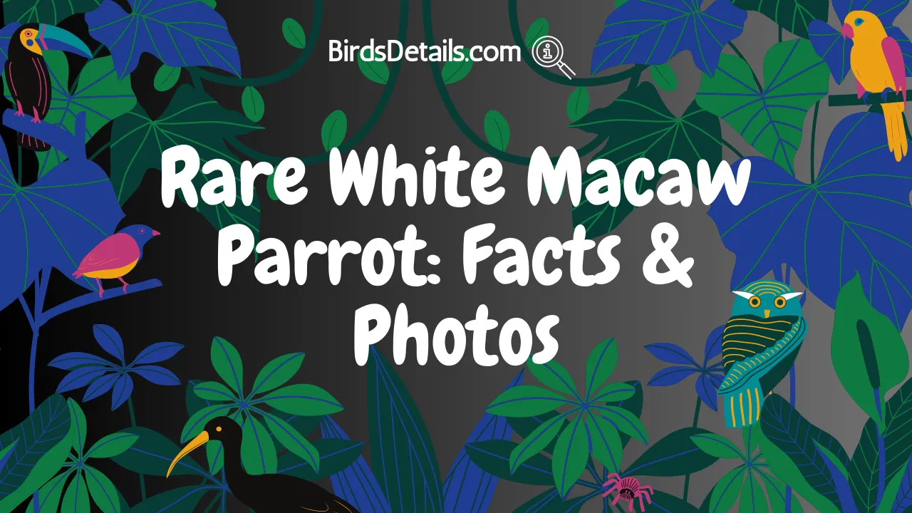 Rare White Macaw Parrot