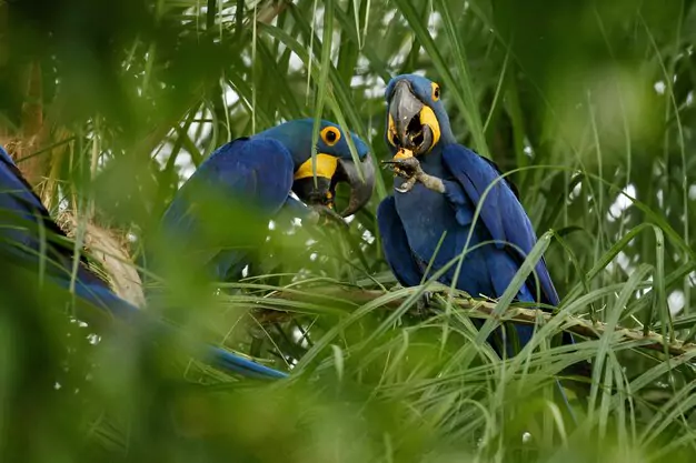 Rareness And Availability Of Blue Macaws In The Market