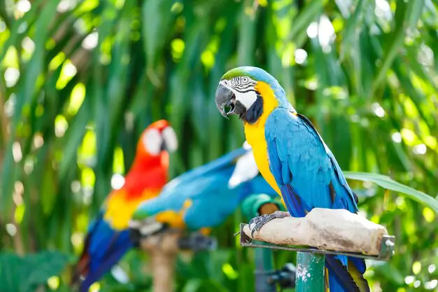 Reasons To Consider Baby Macaw Parrots