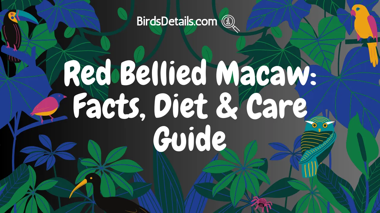 Red Bellied Macaw